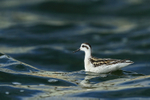 Red-necked Phalarope (juvenile), Farmoor