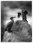 Cormorants