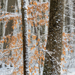 BACKUS WOODS- NORFOLK COUNTY portfolio