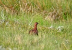 Red Grouse