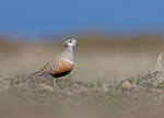 Dotterel - Charadrius morinellus