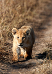 Lion cub