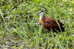 African Jacana