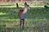 Red Deer