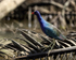 Purple Gallinule standing upright, Sierpe, Costa Rica