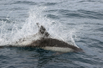 Peale's Dolphin skimming sea surface, Falklands