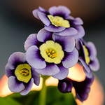 Primula