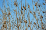 Waxwings