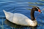 The Black Necked Swan