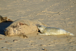 Atlantic Grey Seal