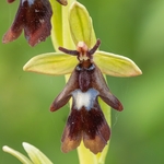 Fly Orchid (Ophrys insectifera)