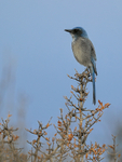Western Scrub-Jay, Bosque del Apache, New Mexico