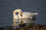 Whooper Swan