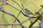 Tennessee Warbler portfolio