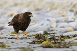 Striated Caracara (yellow Z58 ring), Carcass Settlement, Falklands