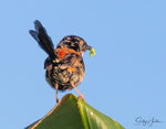 Red Wren Young Male 8
