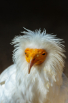 egyptian vulture Neophron percnopterus-8467