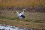 White Storks