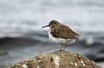 Common Sandpiper