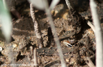 FLI006: Fiddler Crab