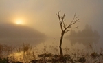 Misty Sunrise