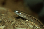 Slow Worm