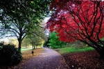 Colourful Trees at Cockington