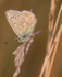 Common Blue