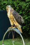 Red Tailed Hawk Maizie