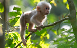 Stump-tailed Macaque baby