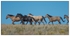 Wild Horses - 07