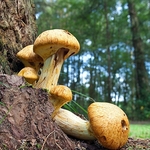 Fungi, Wareham Forest Tourist Park.