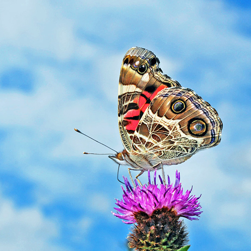 American Lady butterfly feeding on black knapweed.