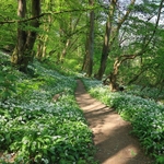 Wild Garlic Trail