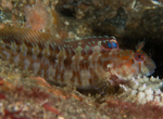 Parablennius ruber
