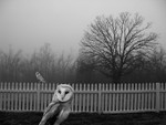 Barn Owls From the Woods