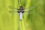 Broad - bodied Chaser