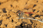 Scarlet-veined Darter