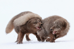 Scrapping Arctic Foxes, Hornstrandir, Iceland