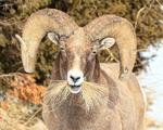 Bighorn Sheep (ram) enjoying some grass in winter, Yellowstone