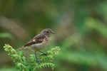 Stonechat