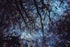 Woodland Reflection