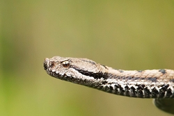 Aspic Viper