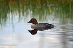 Goldeneye