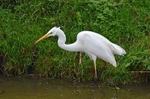 Great White Egret