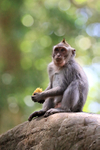 Young Macaque on dragon bridge at Ubud Monkey Forest, Bali