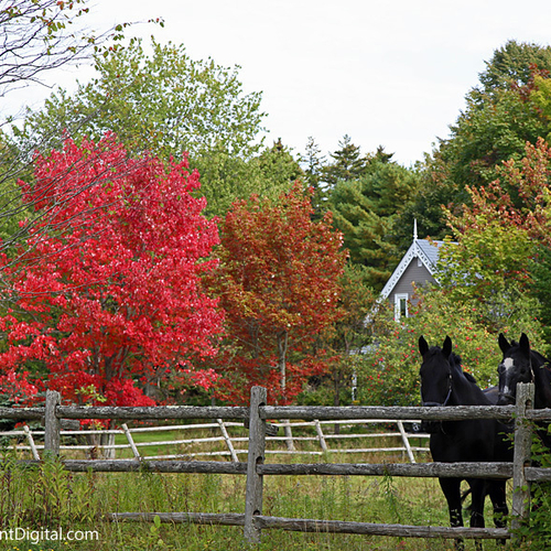 A red maple showing off it's namesake color in early October.