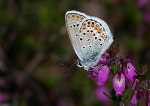 Silver-Studded Blue