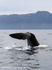 NZ032: Sperm whale fluke