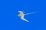 White-tailed Tropicbird in flight, Kilauea Point, Kauai
